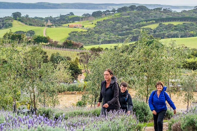 Waiheke Island History and Heritage Tour - Native bush walk, medicinal plant stories, and bird spotting