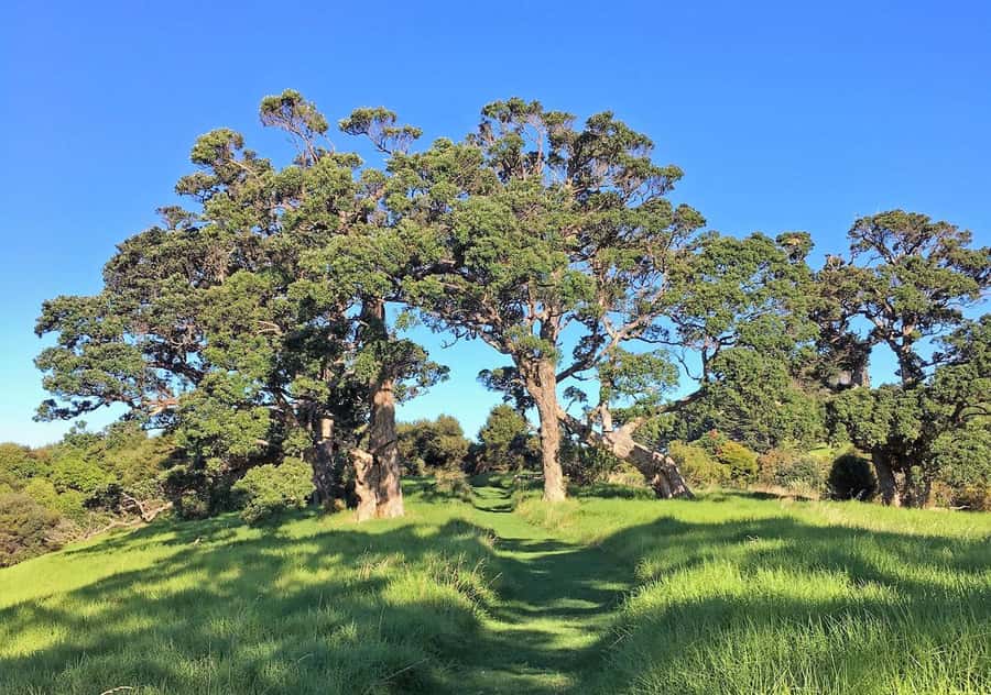 Waiheke Island: Premium Vineyard, Wine Tasting and Bush Walk - Rolling hills to the first vineyard stop