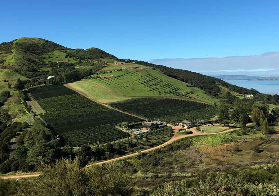 Waiheke Island: Premium Vineyard, Wine Tasting and Bush Walk - Cable Bay Vineyards: second tasting, more variety, more scenery