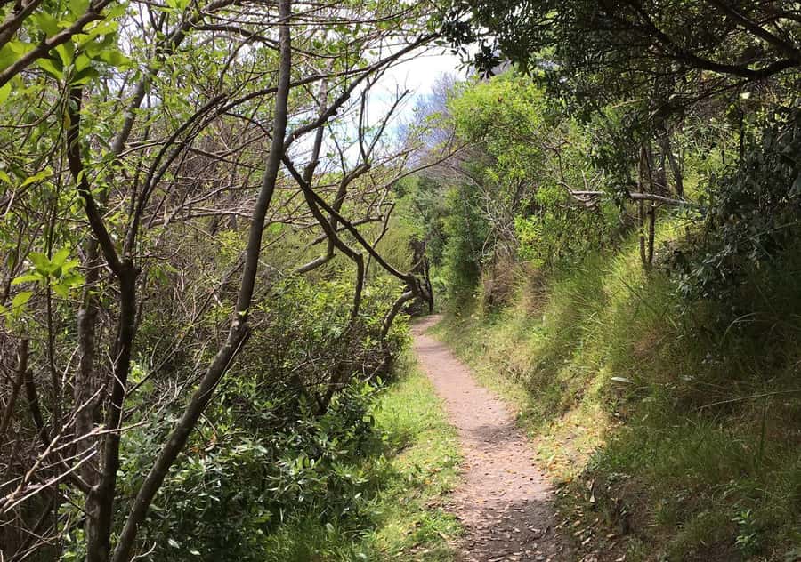 Waiheke Island: Premium Vineyard, Wine Tasting and Bush Walk - Price and value: what you are paying for at $269 per person
