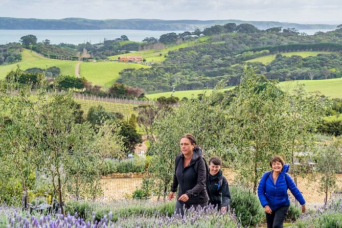 Waiheke Island Private History and Heritage Tour - Native bush walk to a pa site: kumara pits, shell middens, and defensive terraces