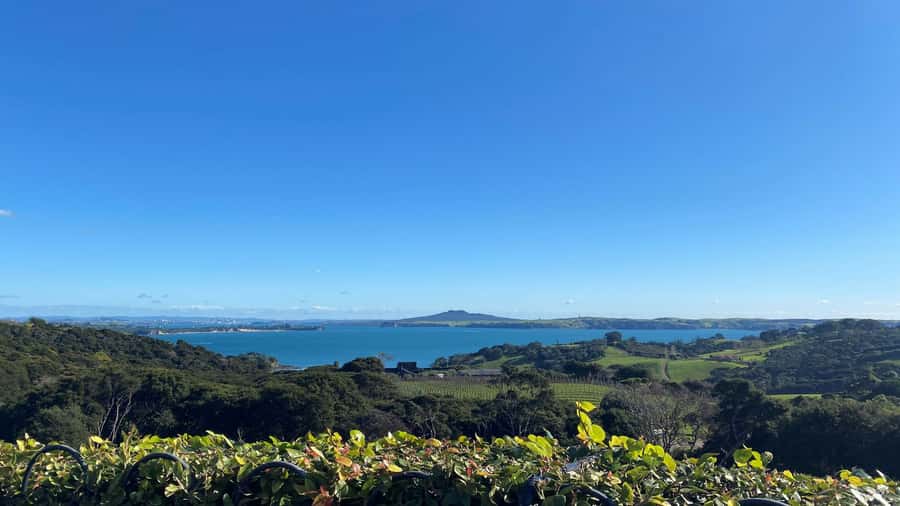 Waiheke Island: The Essence of Waiheke Wine Tour - Why Waiheke Wine Feels Like the Island’s Main Character in Five Hours
