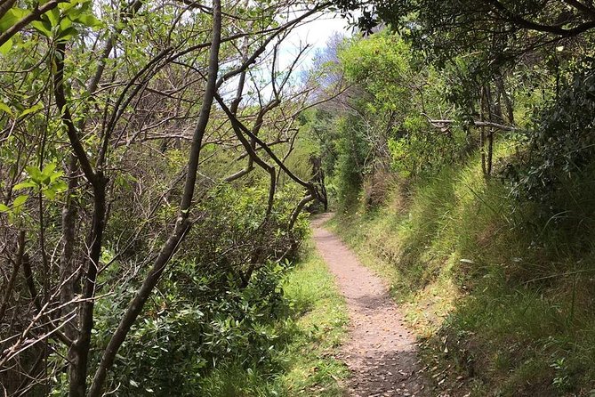 Waiheke Island Vineyards and Bush Walk - Entering Waiheke by foot, with wine breaks built in