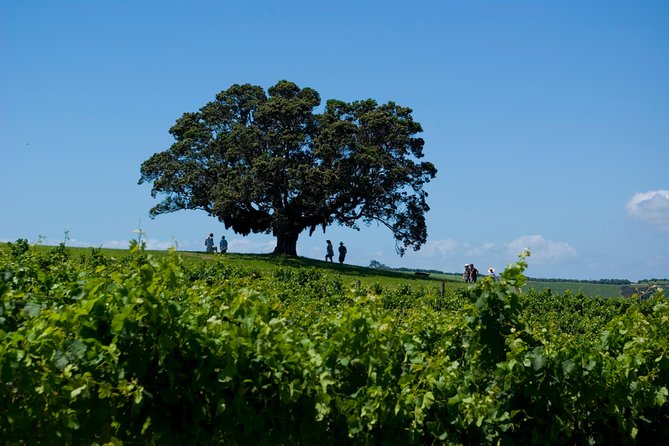 Waiheke island Wine Tours - PREMIUM wine tasting MAX 11 clients ! - What makes the guides matter (and why it shows up in the day)