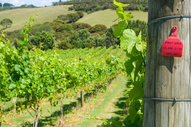 Waiheke island Wine Tours - PREMIUM wine tasting MAX 11 clients ! - FAQ