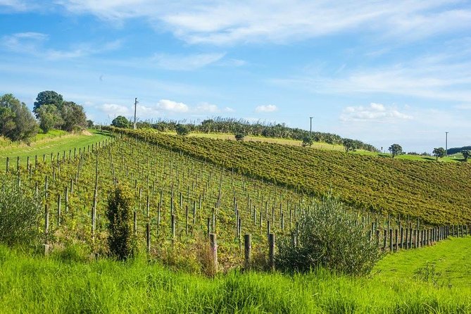 Waiheke island wine tours with Waitiki Tours - Should you book this Waiheke wine tour?