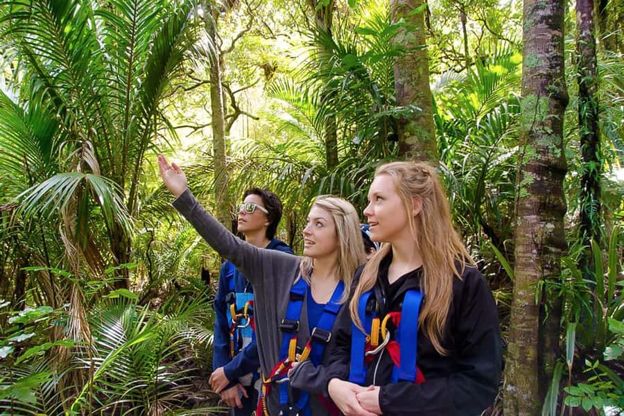 Waiheke Island: Zipline and Native Forest Adventure Trip - Who this Waiheke zipline trip is perfect for