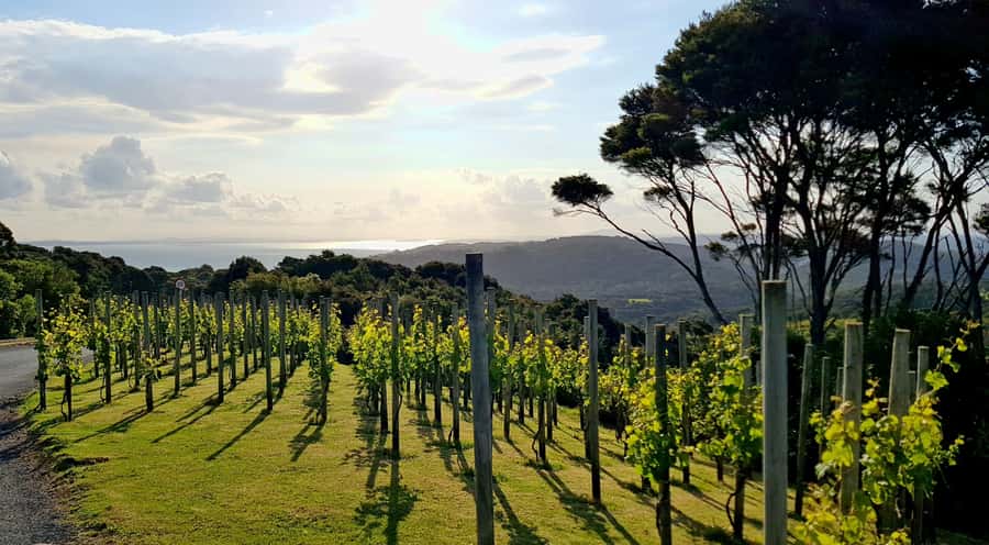 Waiheke: Scenic Taste and Graze Tour with Wine, Whisky, Beer - Rangihoua Estate guided tour and food tasting to finish strong