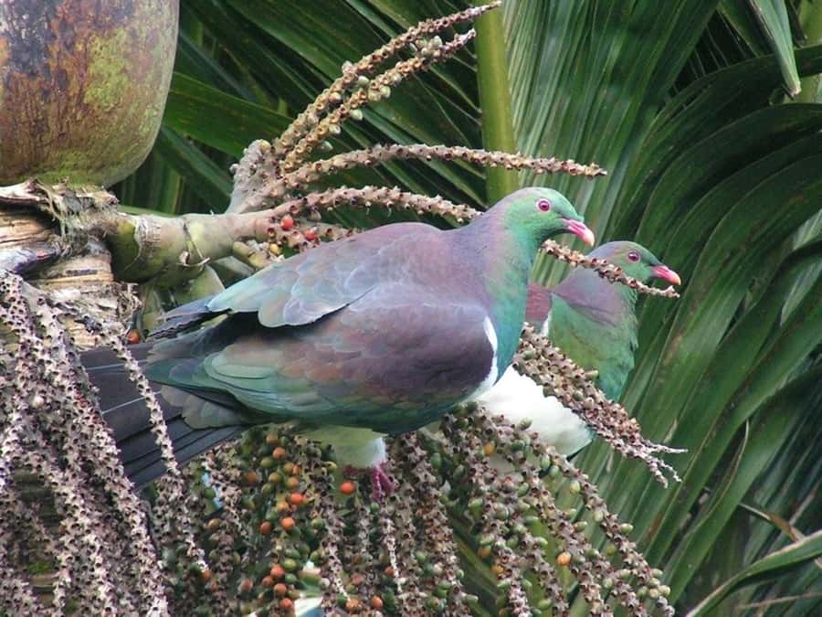 Waitakere Ranges Wilderness Experience Tour from Auckland - Kiwi-style afternoon tea on the coast, and why it works
