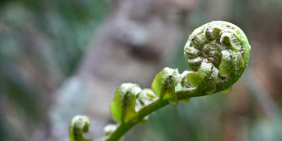 Waitakere Ranges Wilderness Experience Tour from Auckland - Should you add your own food, or rely on the tea?