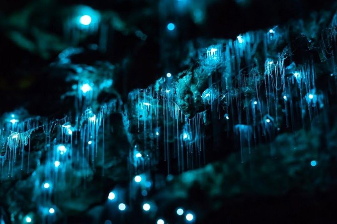 Waitomo Caves Private Tour from Auckland - Auckland to Waitomo, the Time Budget That Matters