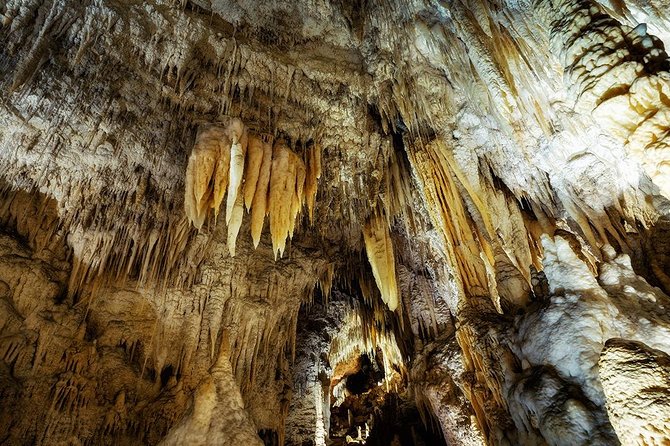 Waitomo Caves & Rotorua - Te Puia Small-Group Tour from Auckland - From Auckland to Waikato: coffee, Kiwiana, and a scenic warm-up