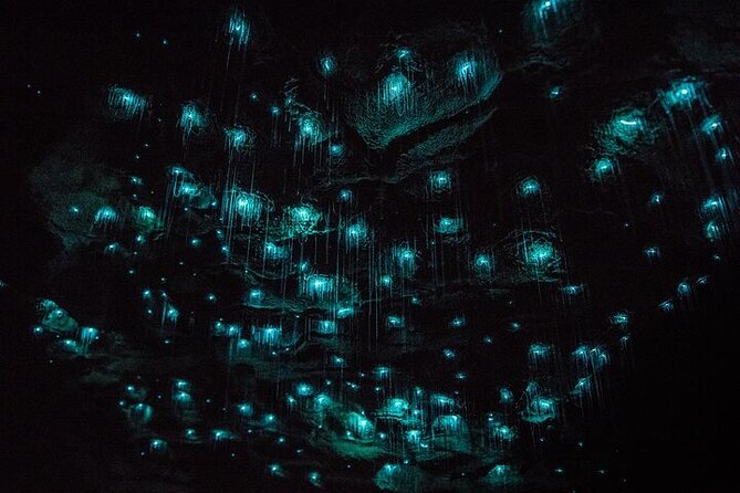 Waitomo Glow Worm Caves & Te Puia (Rotorua) Private Tour - A long, satisfying Auckland-to-Waitomo-to-Rotorua loop