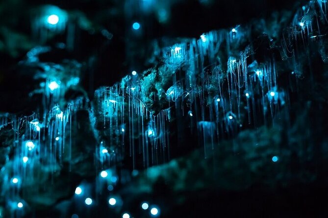 Waitomo Glow Worm Caves & Te Puia (Rotorua) Private Tour - Should you book this Waitomo and Te Puia private tour?
