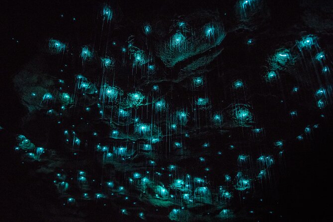 Waitomo Glowworm & Ruakuri Twin Cave Small Group Tour Ex-Auckland - Key things I’d plan around