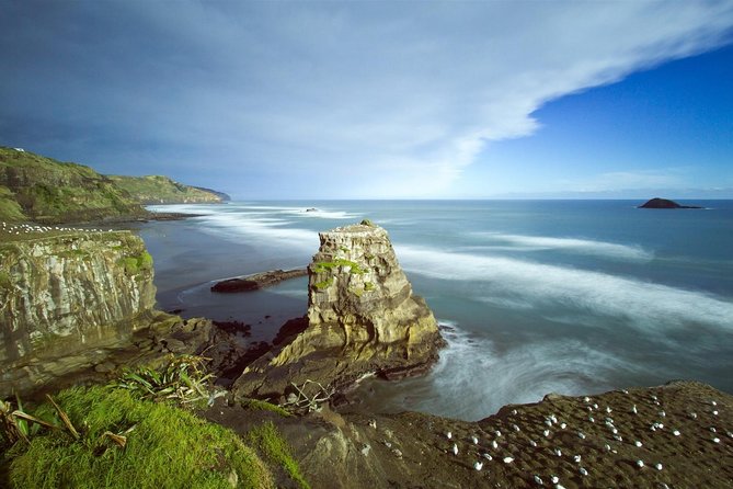 West Coast Discovery - Piha Beach or Muriwai Beach from Auckland - Muriwai Gannet Colony: Seabirds Over Black Sand